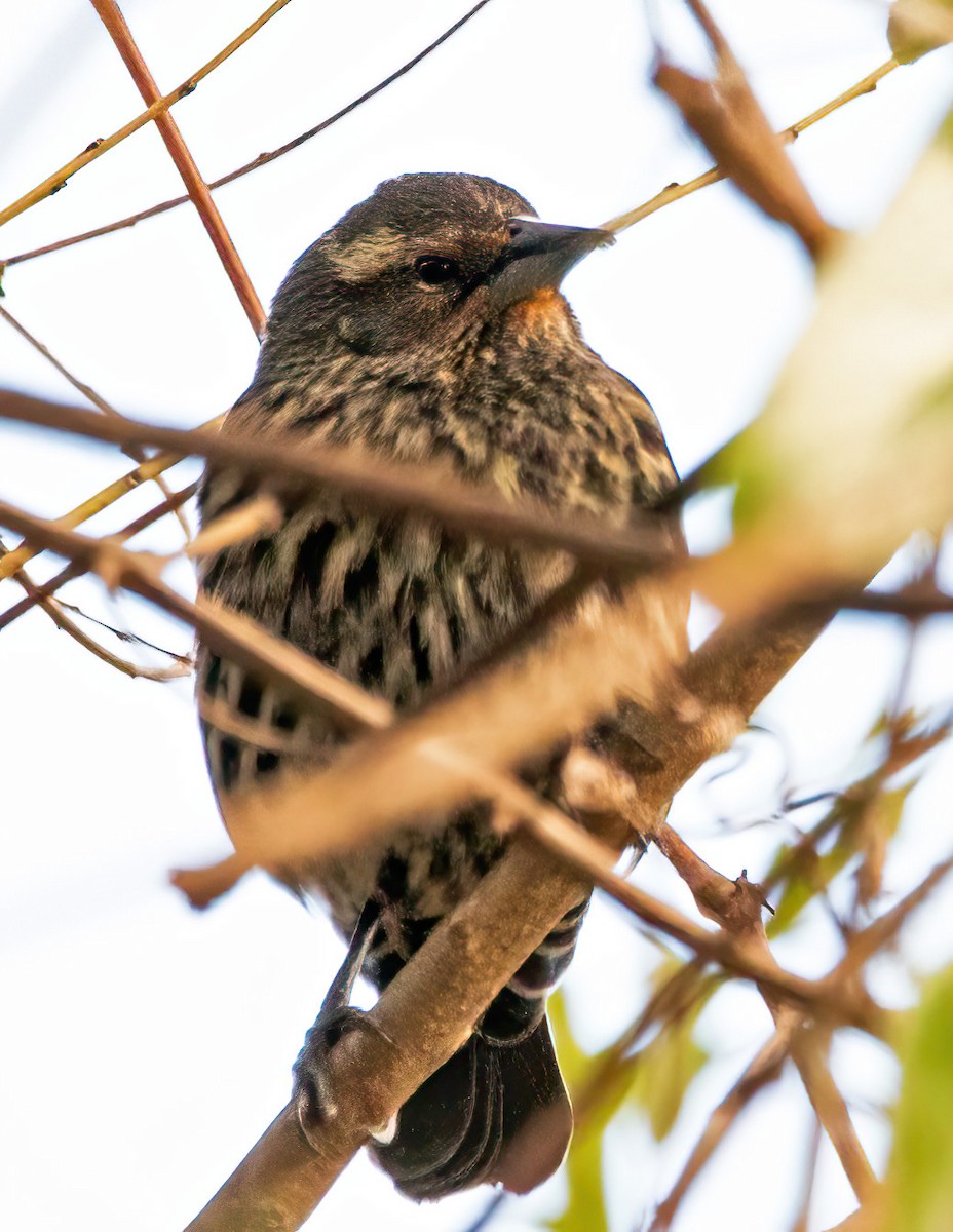 Red-winged Blackbird - ML646274301