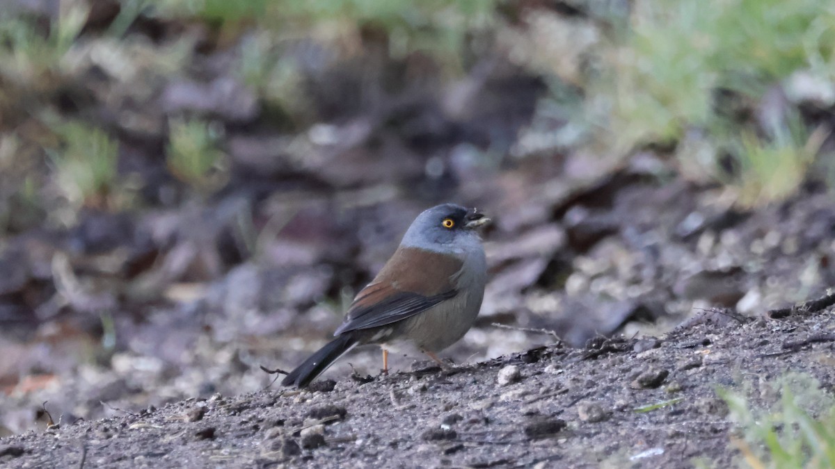 Yellow-eyed Junco (Guatemalan) - ML646274302