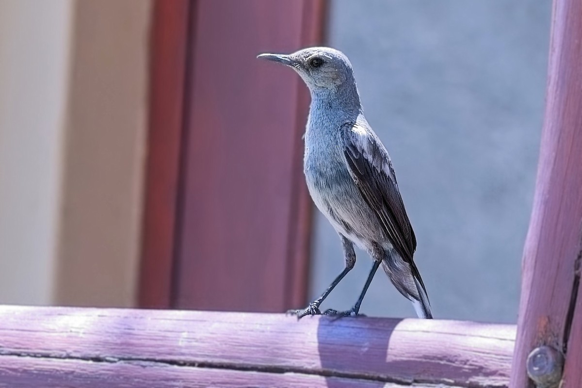 Mountain Chat - ML646274303