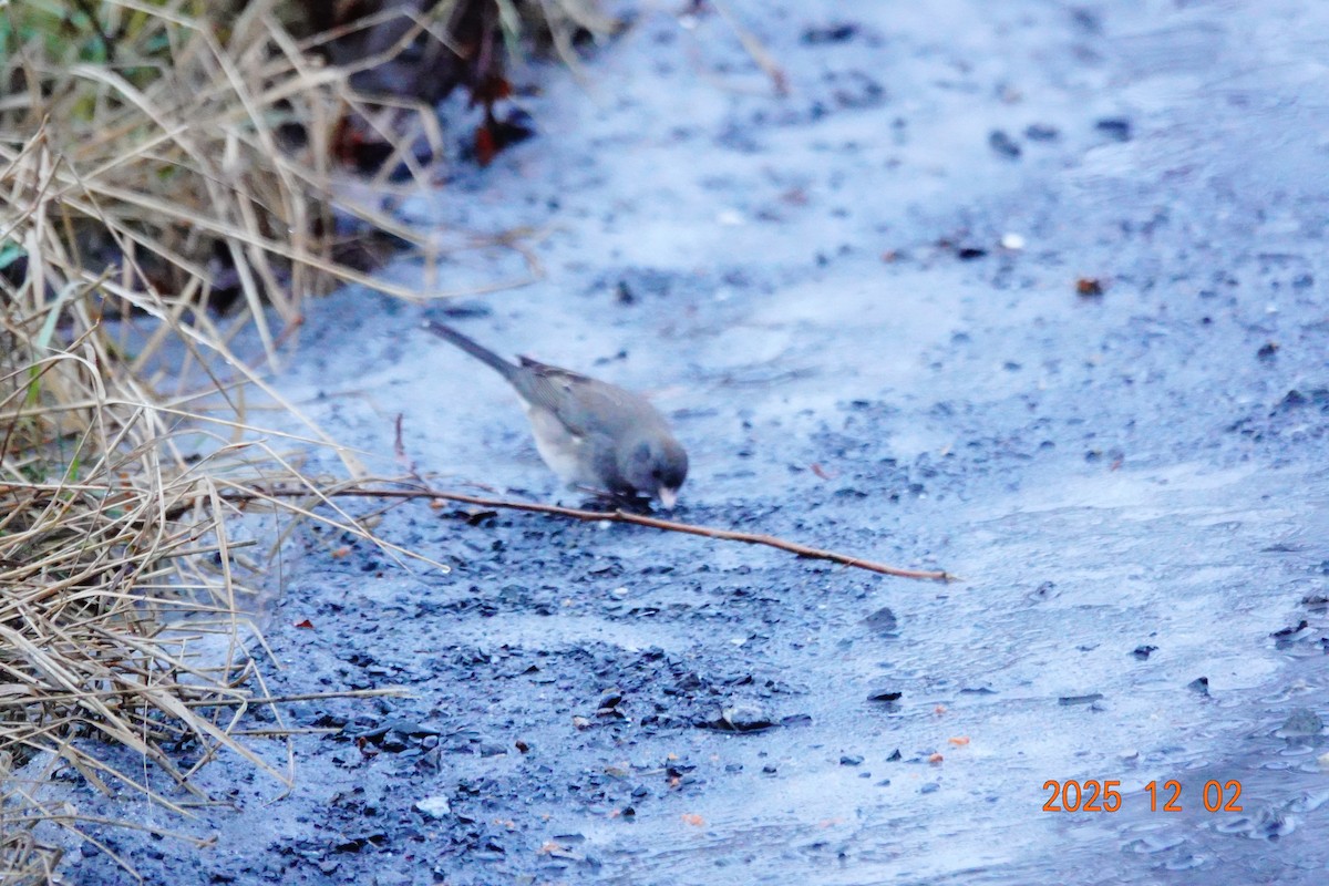 Dark-eyed Junco - ML646274304