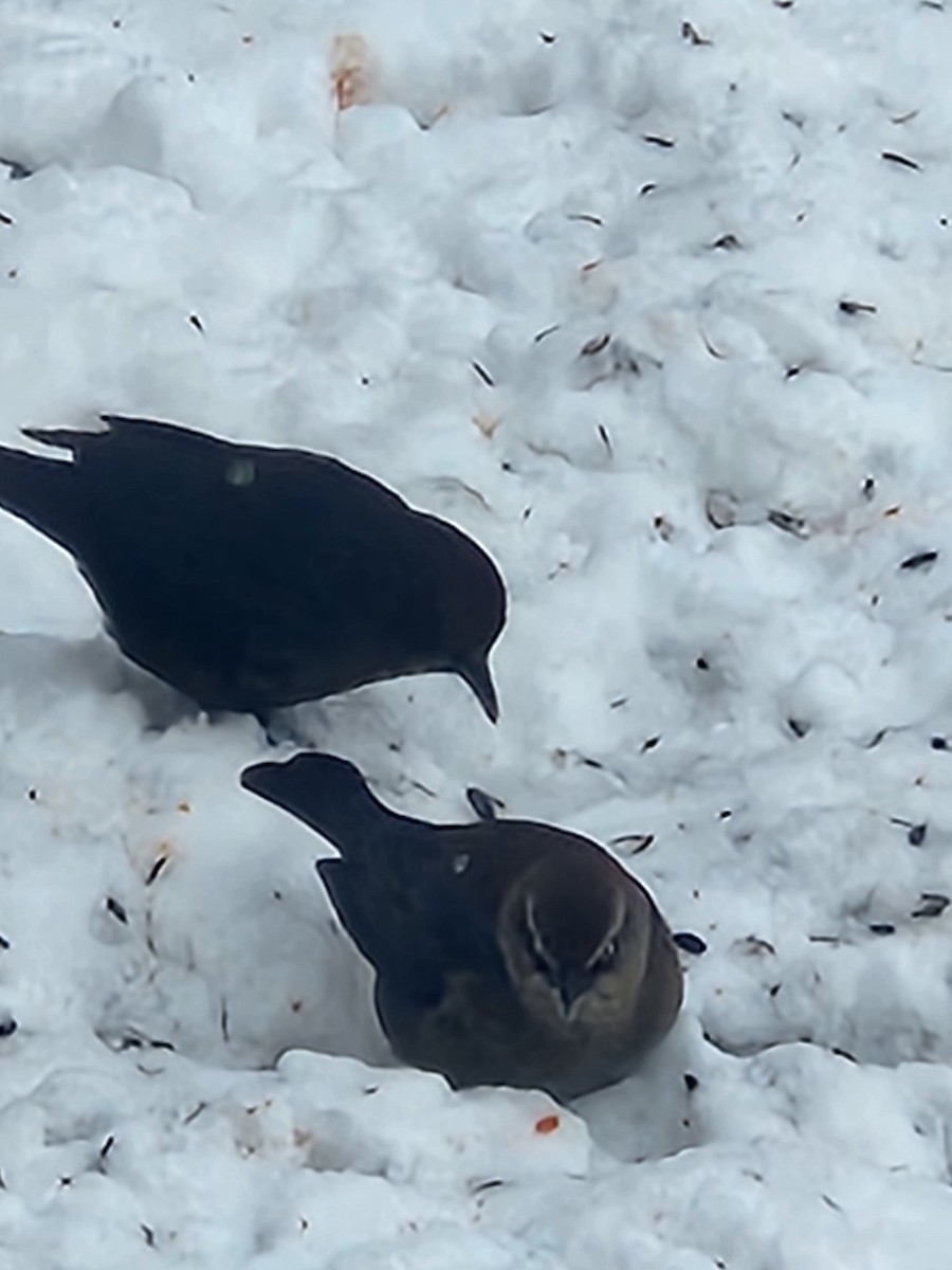 Rusty Blackbird - ML646274305