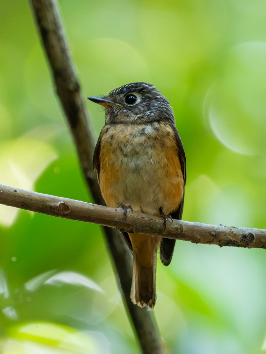 Ferruginous Flycatcher - ML646274308