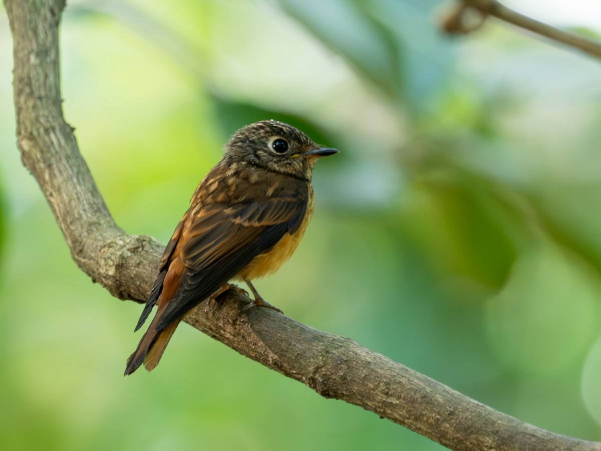 Ferruginous Flycatcher - ML646274309