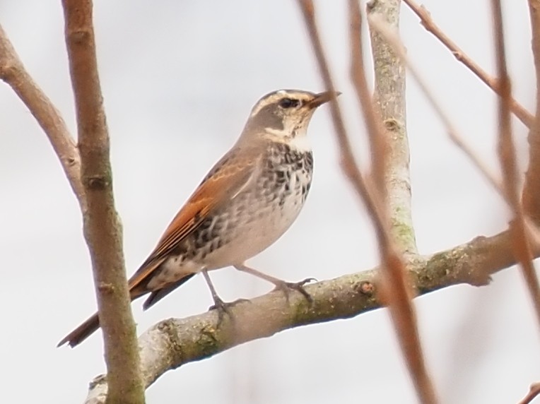 Dusky Thrush - ML646274310