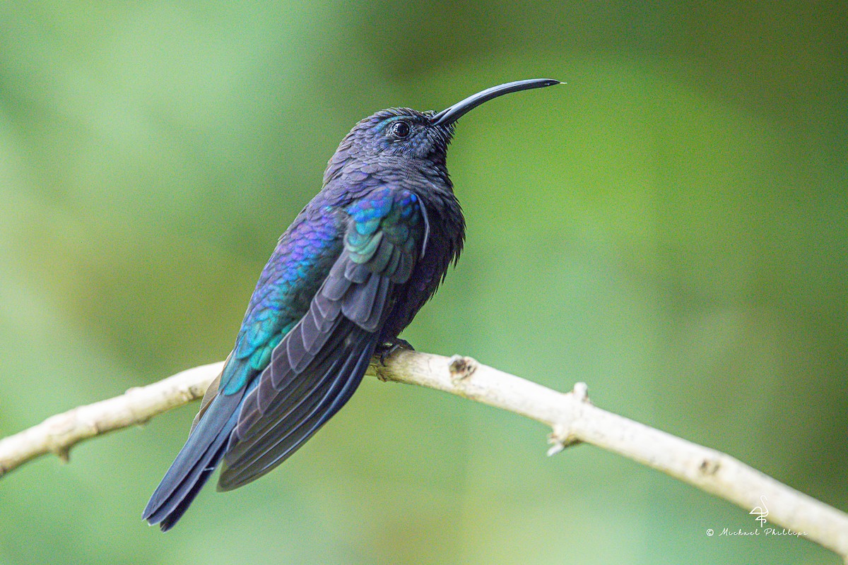 Violet Sabrewing - ML646274312