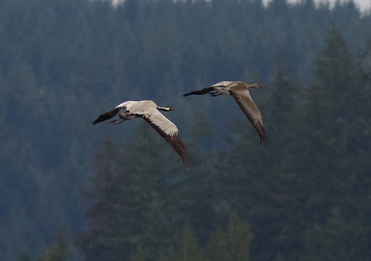 Common Crane - ML646274314