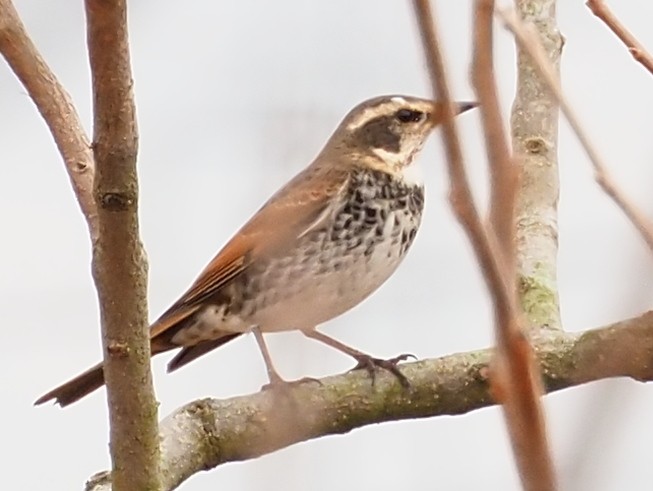 Dusky Thrush - ML646274316