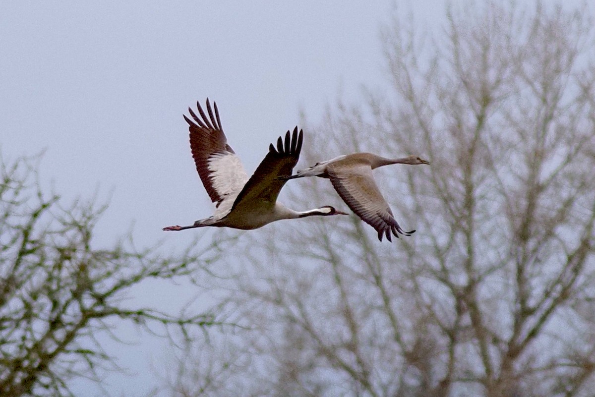 Common Crane - ML646274319