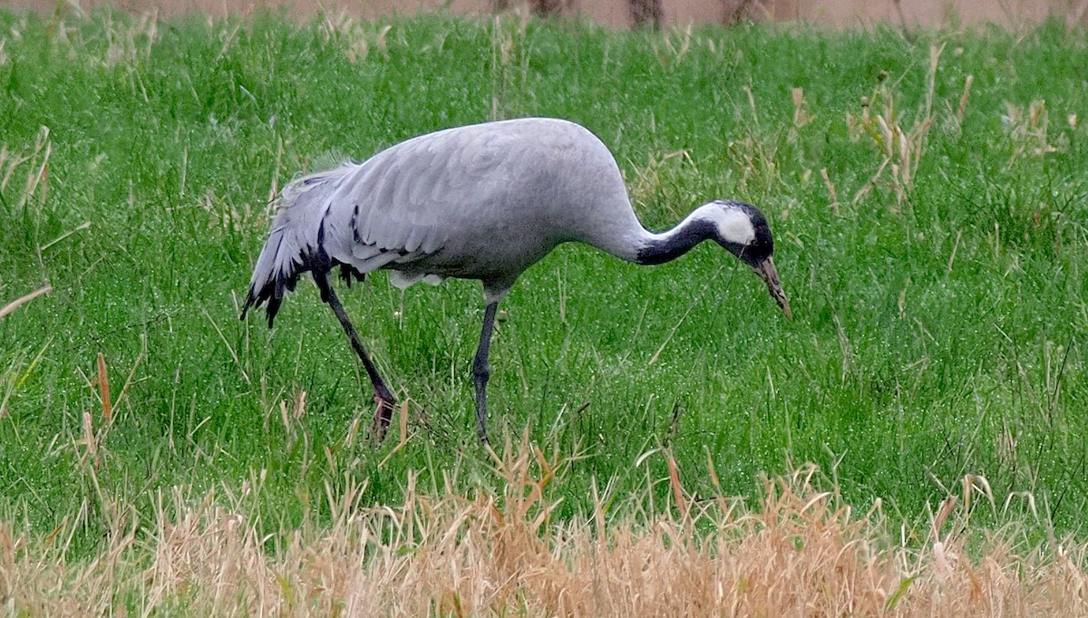 Common Crane - ML646274329