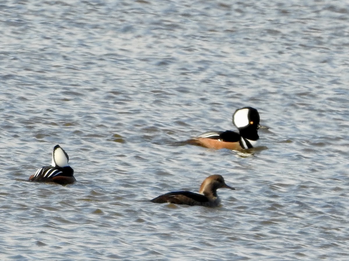 Hooded Merganser - ML646274330