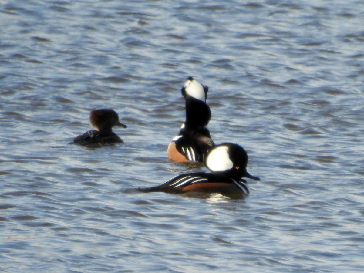 Hooded Merganser - ML646274331