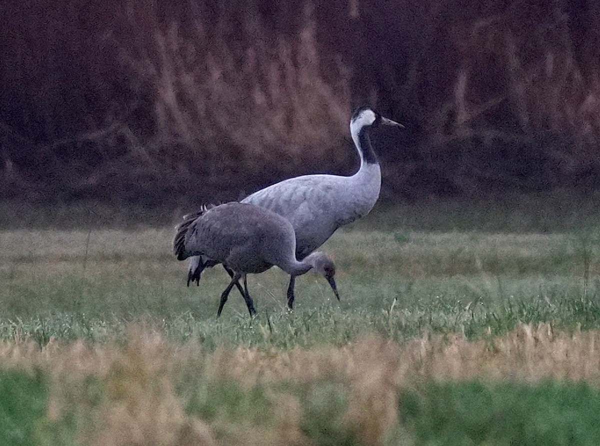 Common Crane - ML646274340