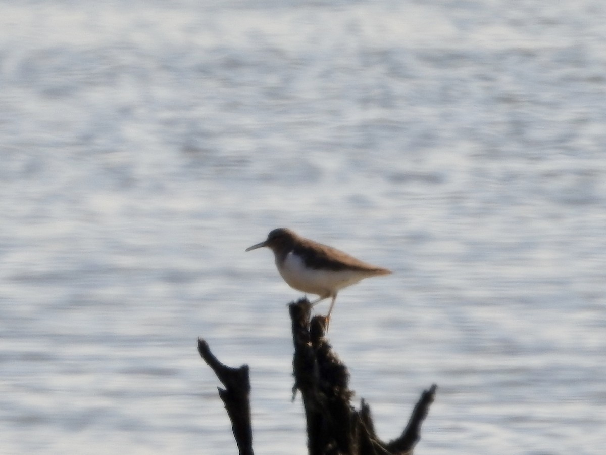 Spotted Sandpiper - ML646274341