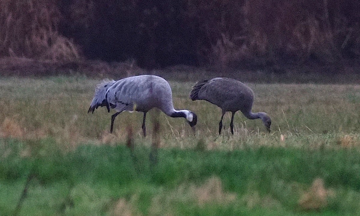 Common Crane - ML646274343