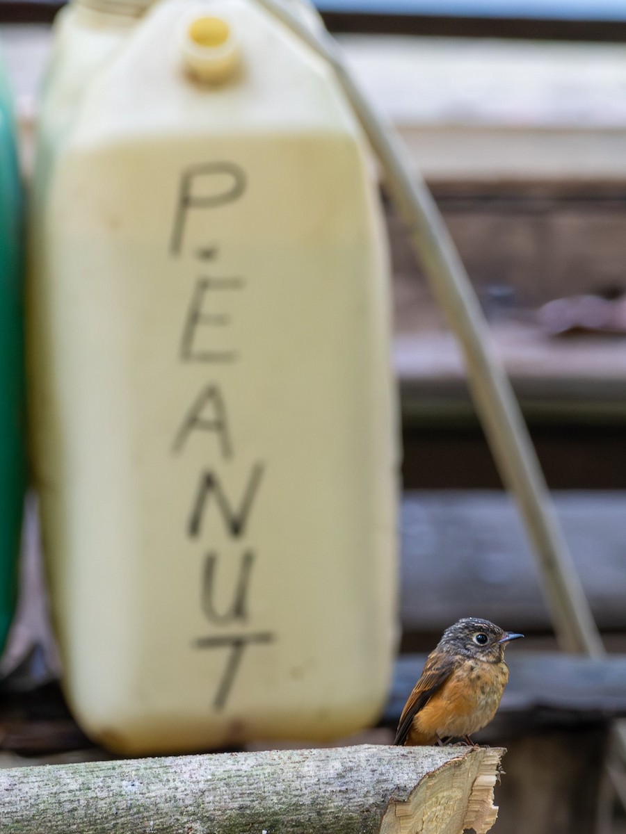 Ferruginous Flycatcher - ML646274348