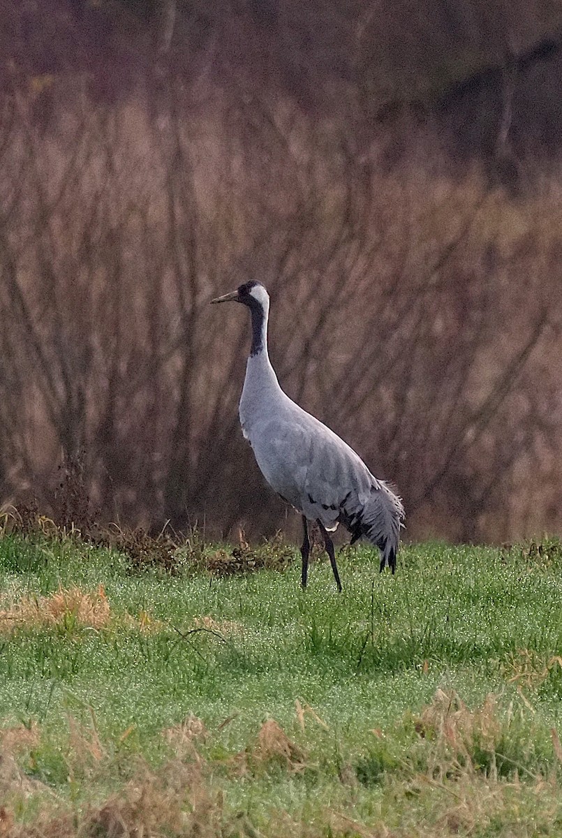 Common Crane - ML646274350