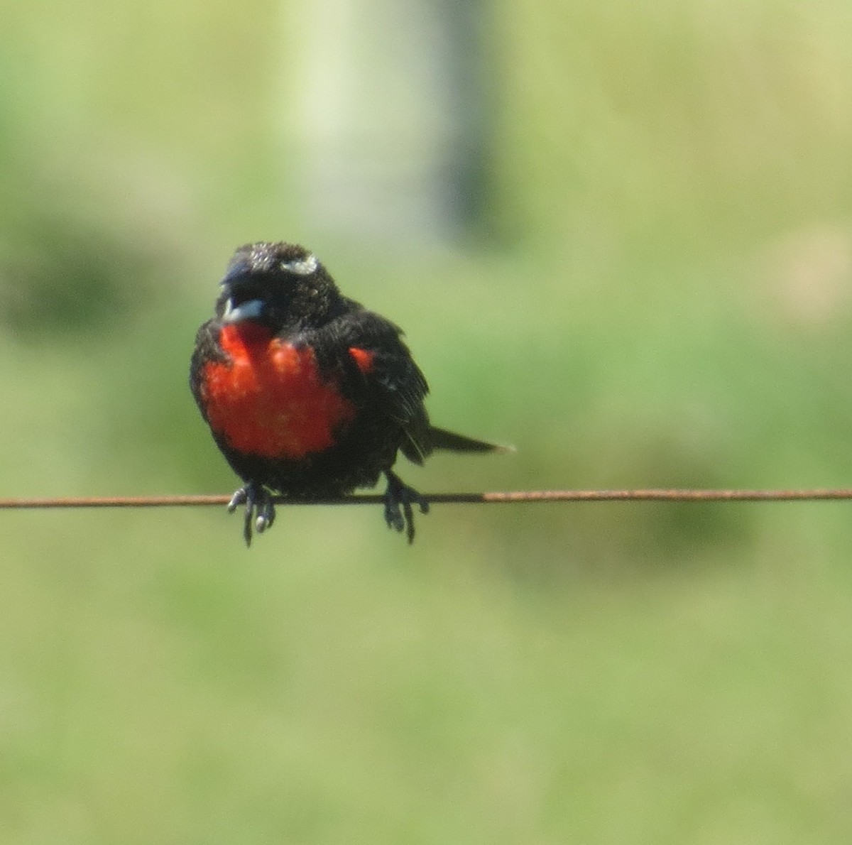 White-browed Meadowlark - ML646274351