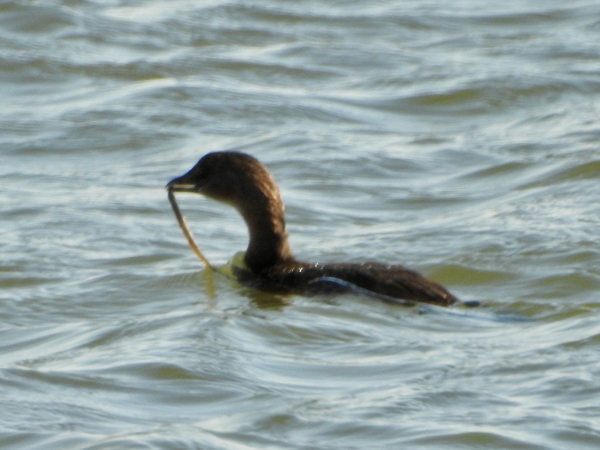 Pied-billed Grebe - ML646274353