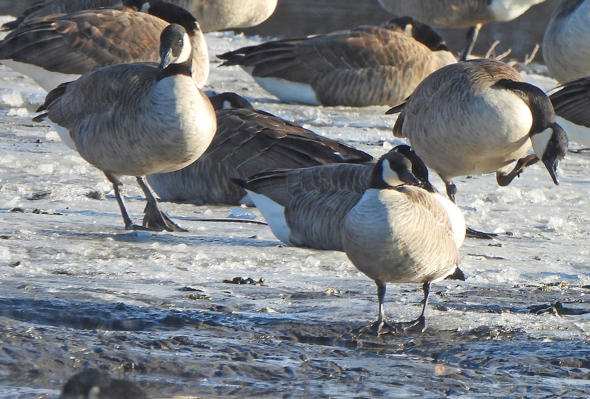 Barnacla Canadiense Chica - ML646274362