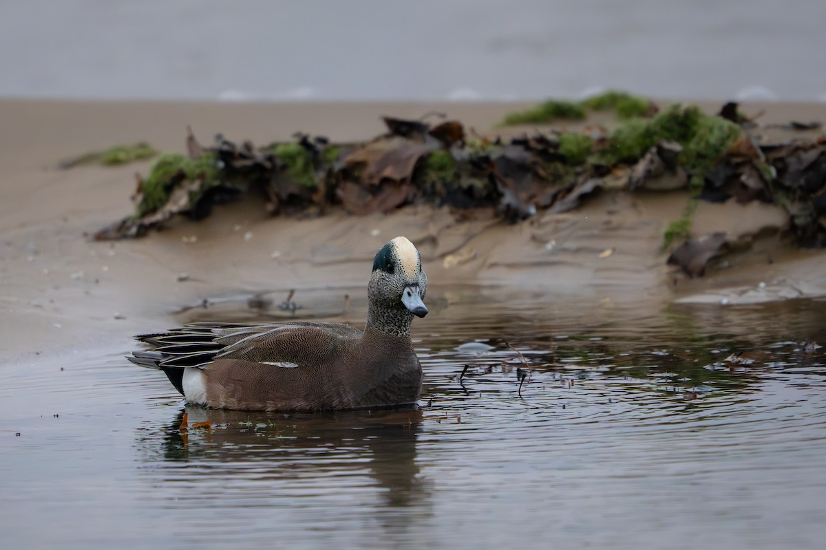 Canard d'Amérique - ML646274364
