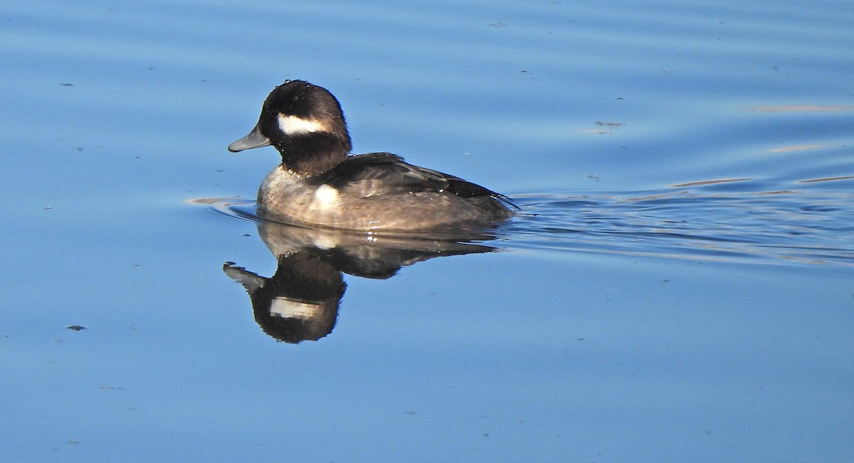 Porrón Albeola - ML646274371