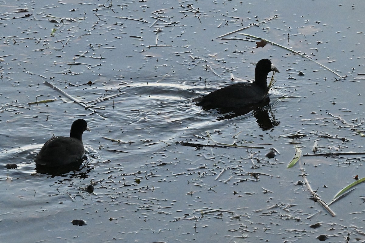 アメリカオオバン - ML646274373