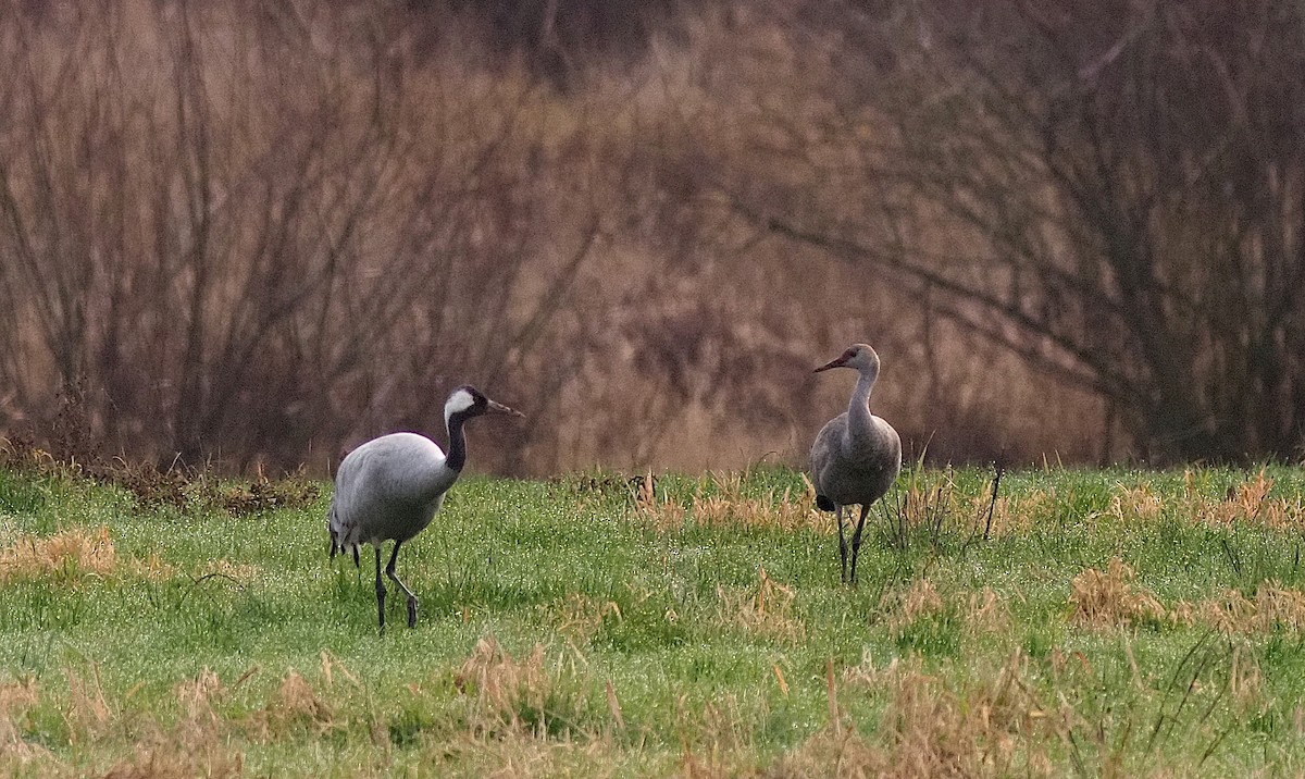 Sandhill Crane - ML646274374