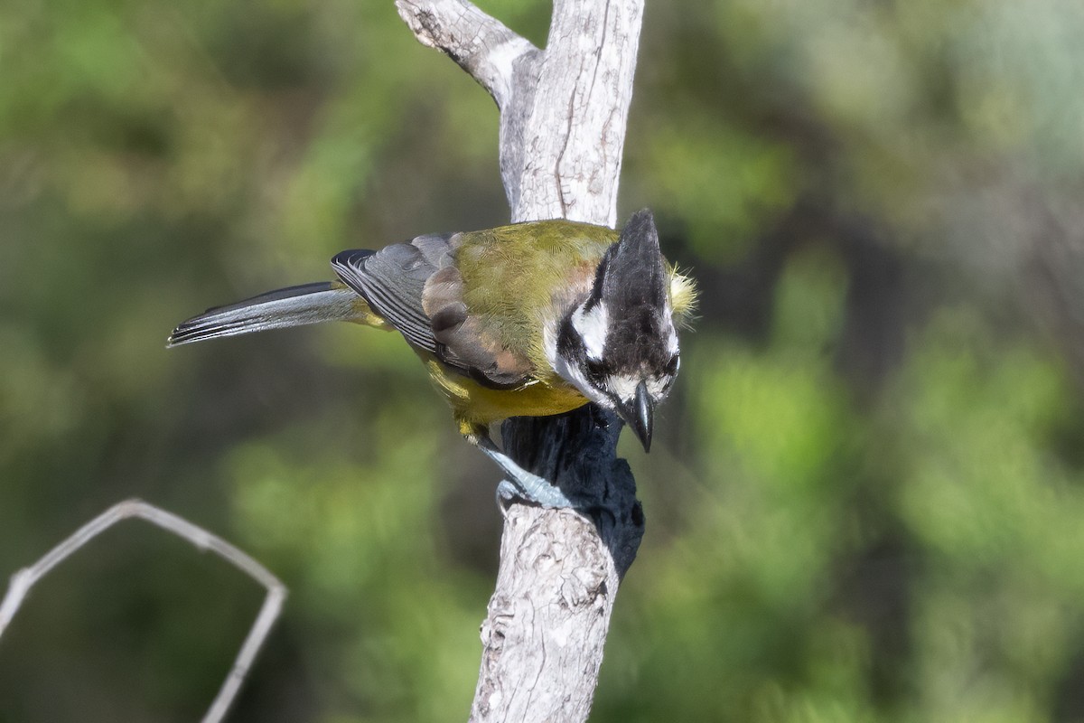Чубарець лісовий - ML646274375