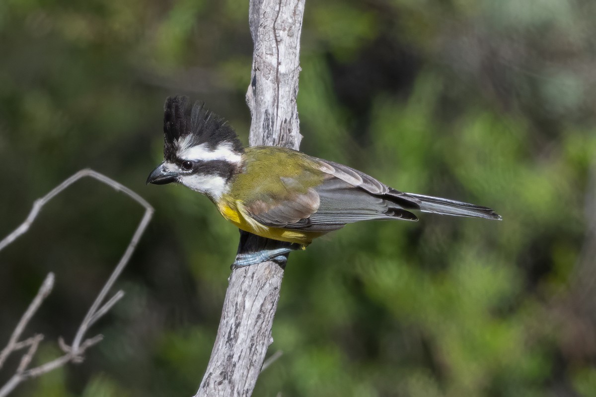 Eastern Shrike-tit - ML646274376