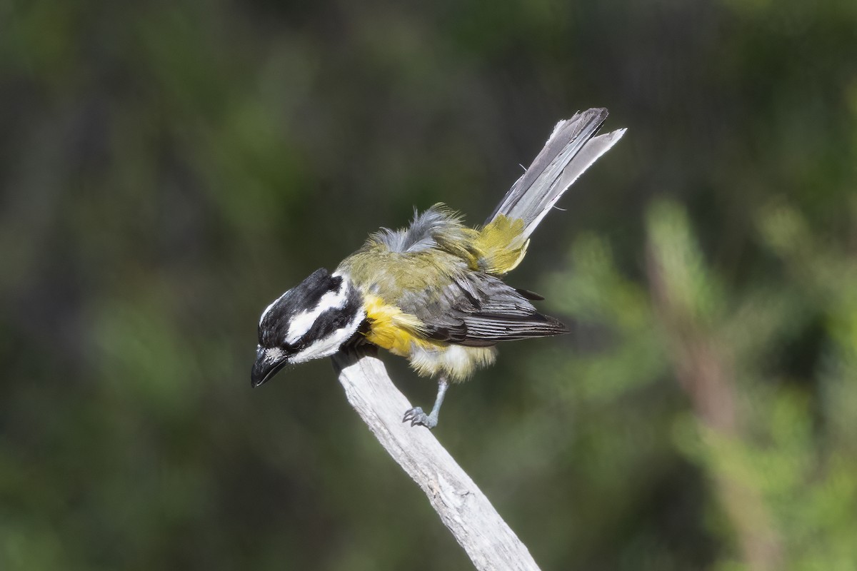 Чубарець лісовий - ML646274377