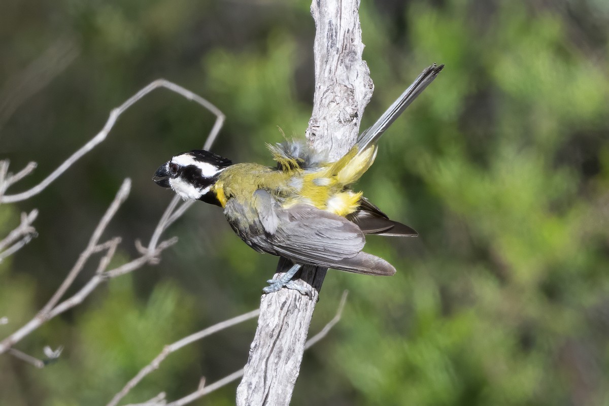 Eastern Shrike-tit - ML646274378