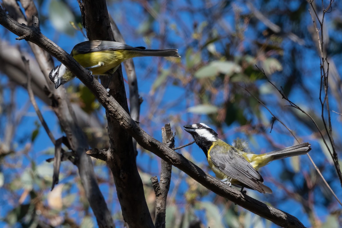 Чубарець лісовий - ML646274379