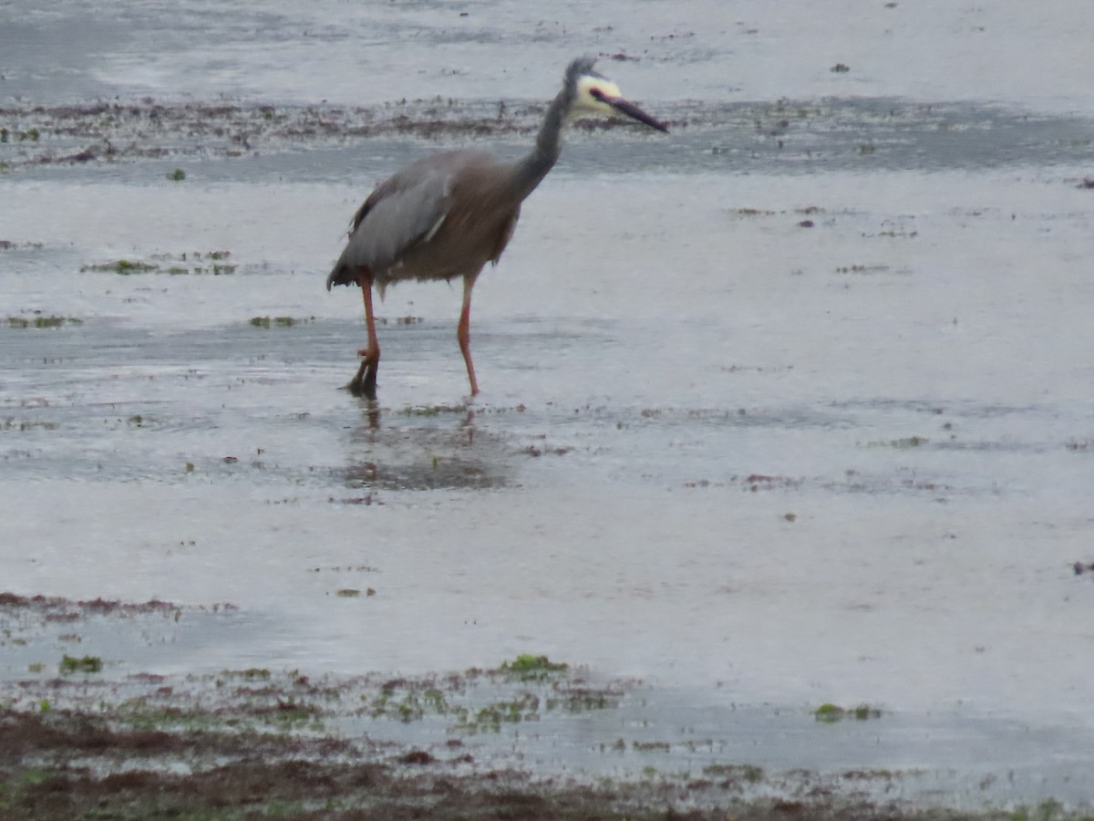 カオジロサギ - ML646274380