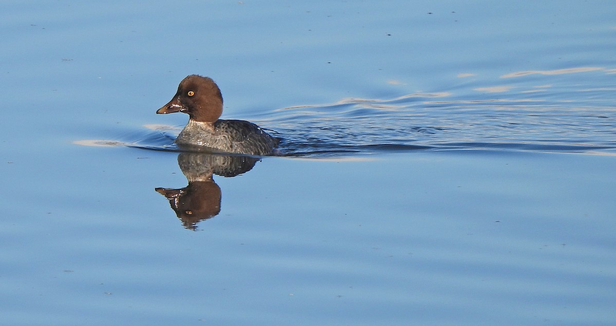 Porrón Osculado - ML646274381