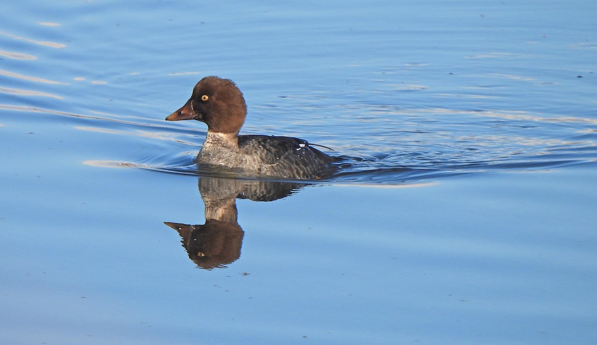 Porrón Osculado - ML646274382