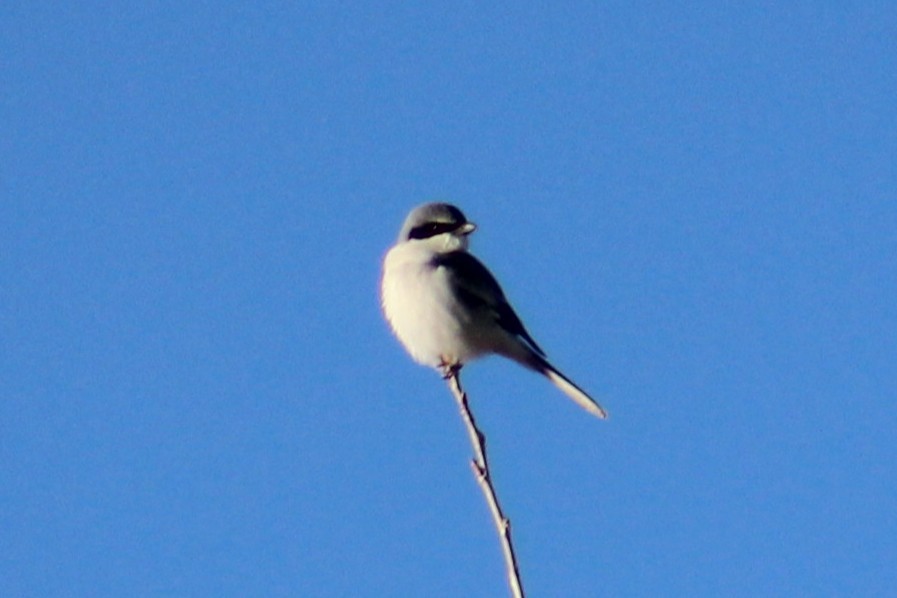 Loggerhead Shrike - ML646274384