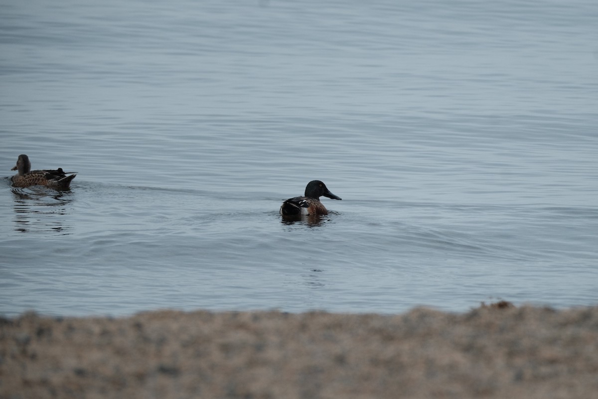 Northern Shoveler - ML646274385