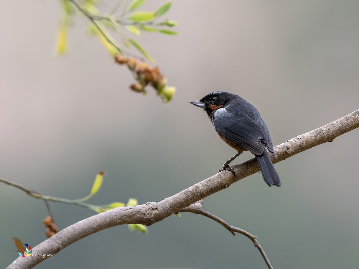 ノドグロハナサシミツドリ - ML646274389