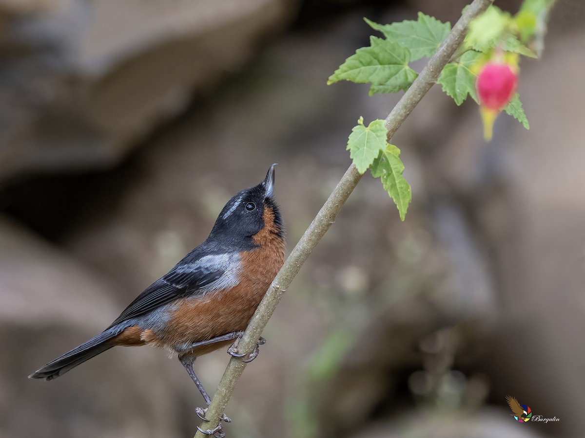 ノドグロハナサシミツドリ - ML646274390