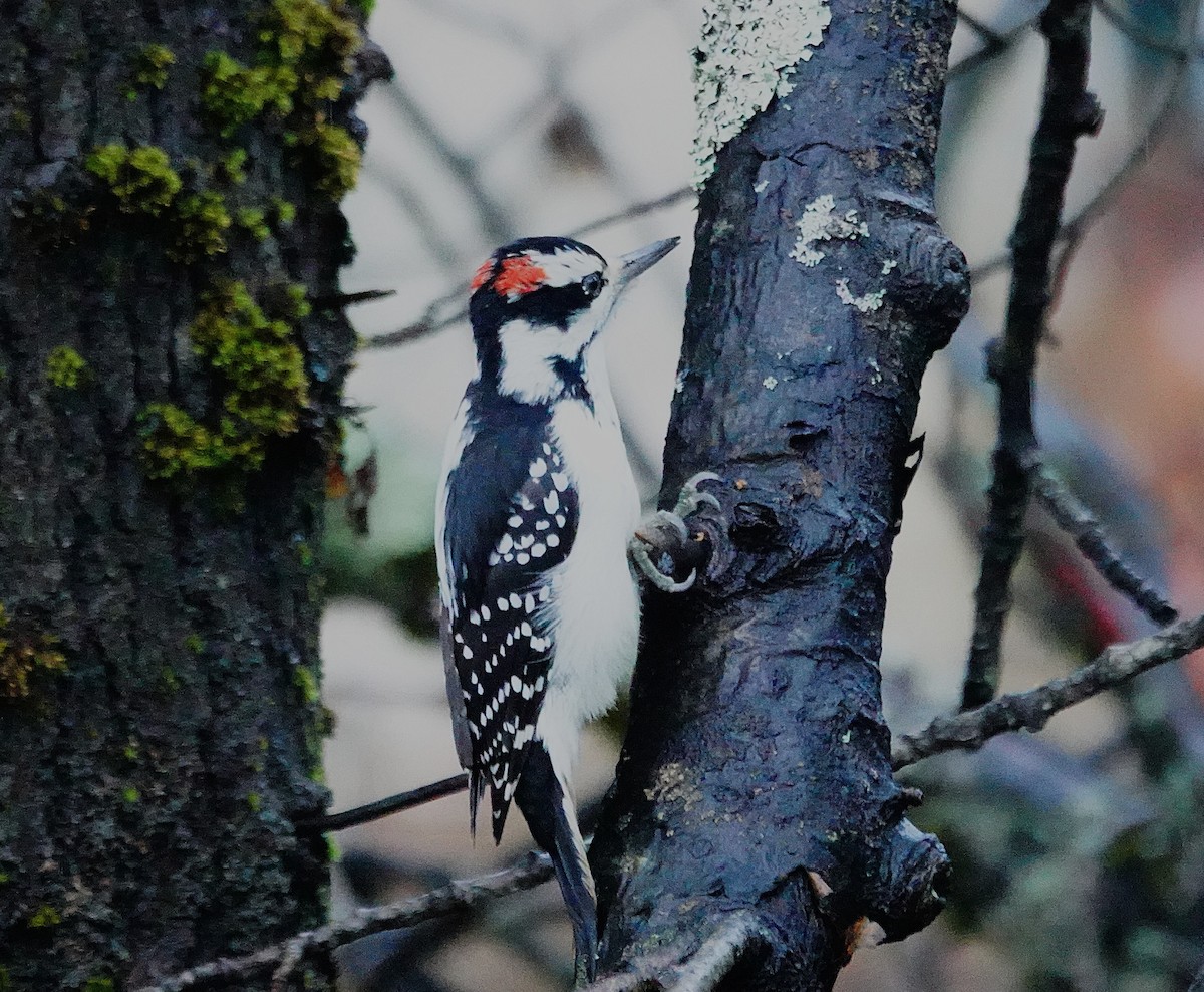 Downy Woodpecker - ML646274391