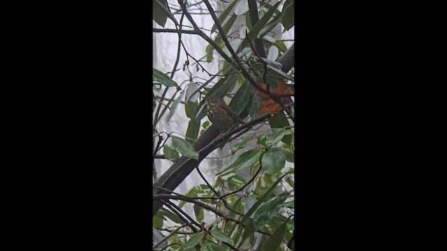 Hermit Thrush - ML646274392