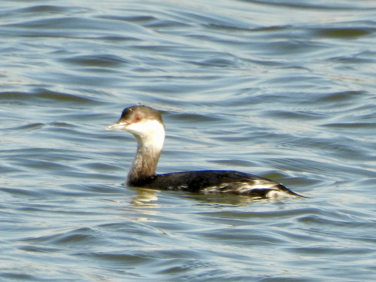 Пірникоза червоношия - ML646274394