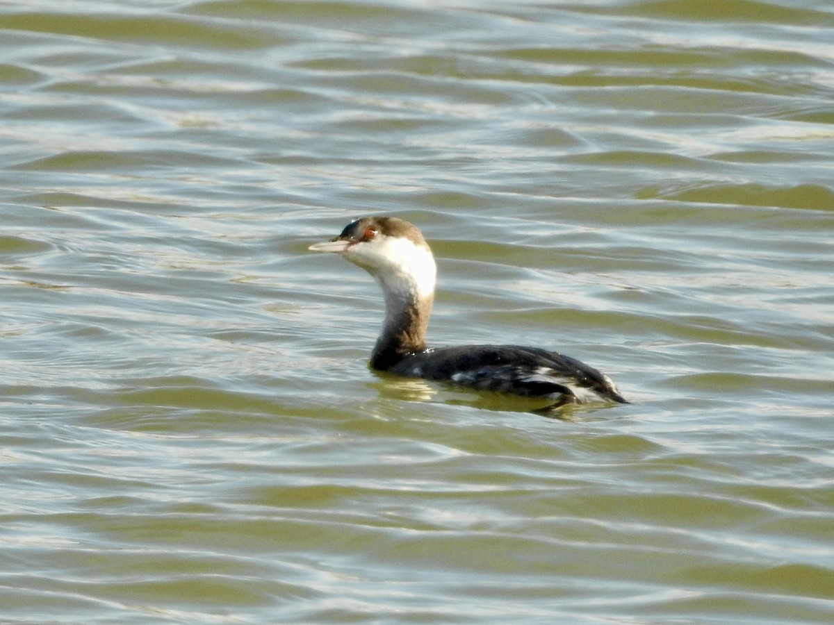 Ухаа шунгуур - ML646274395