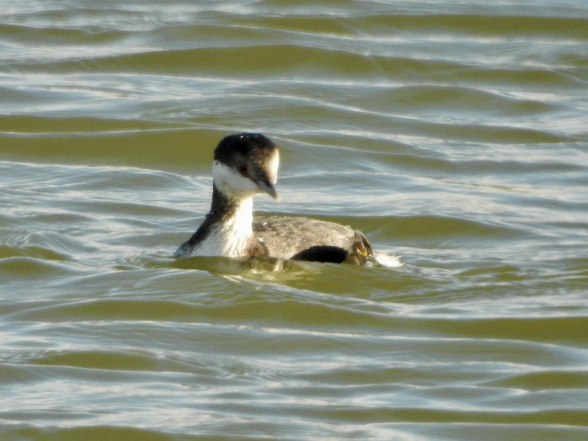 Пірникоза червоношия - ML646274396