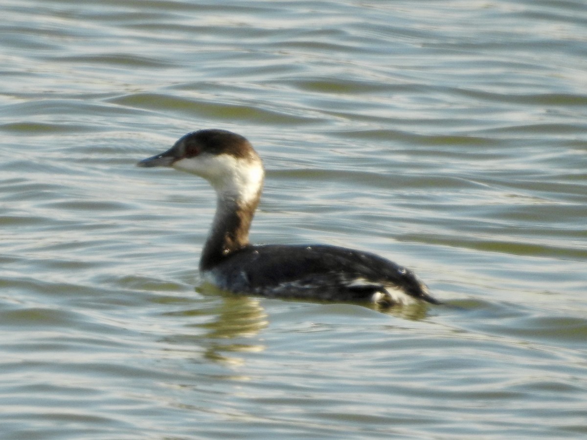 Пірникоза червоношия - ML646274397