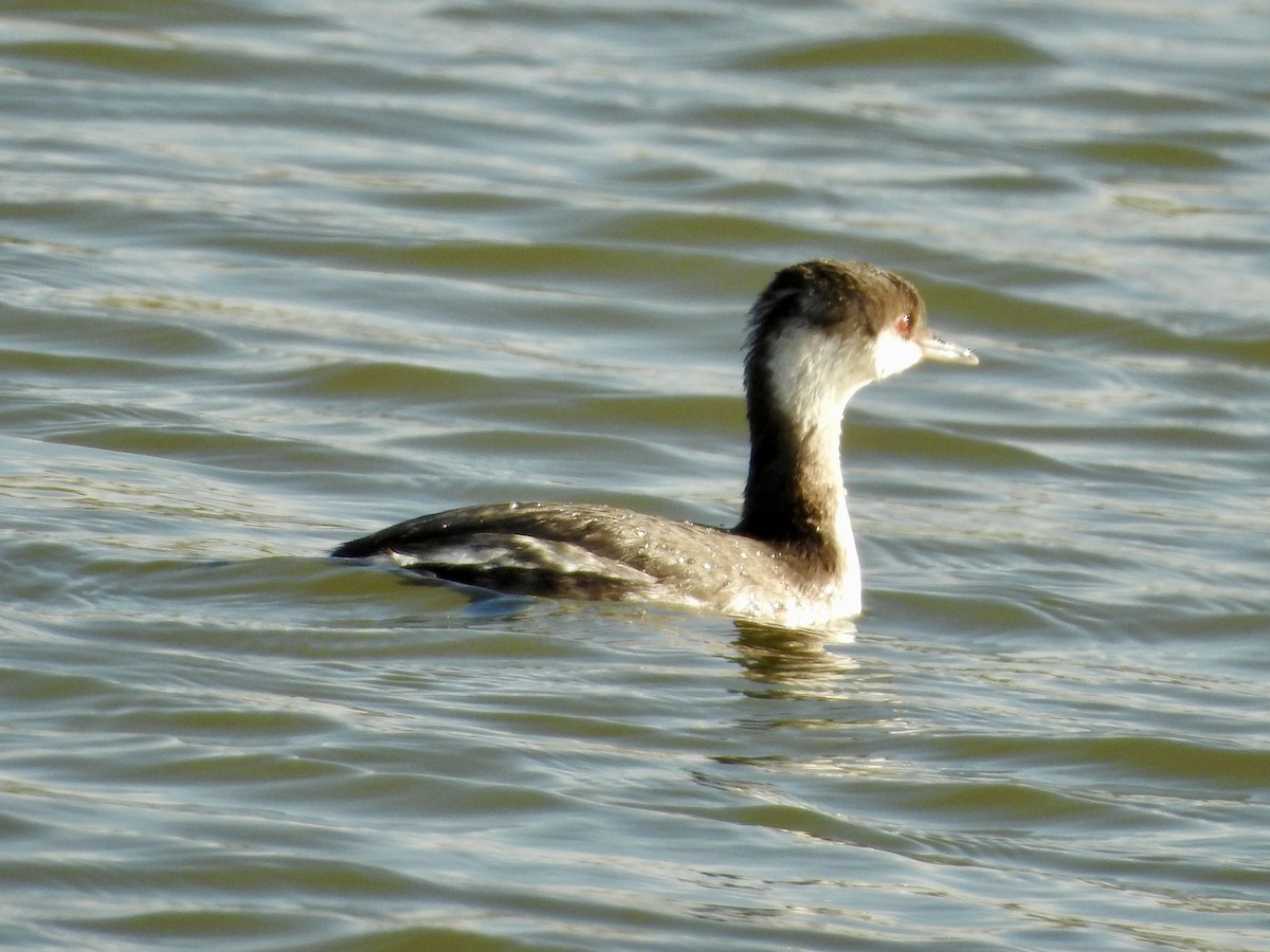 Пірникоза червоношия - ML646274398