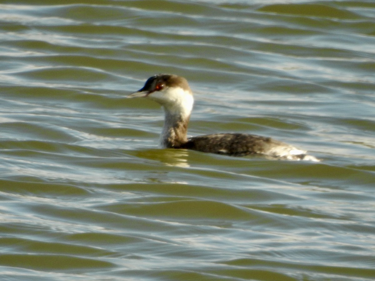 Пірникоза червоношия - ML646274399