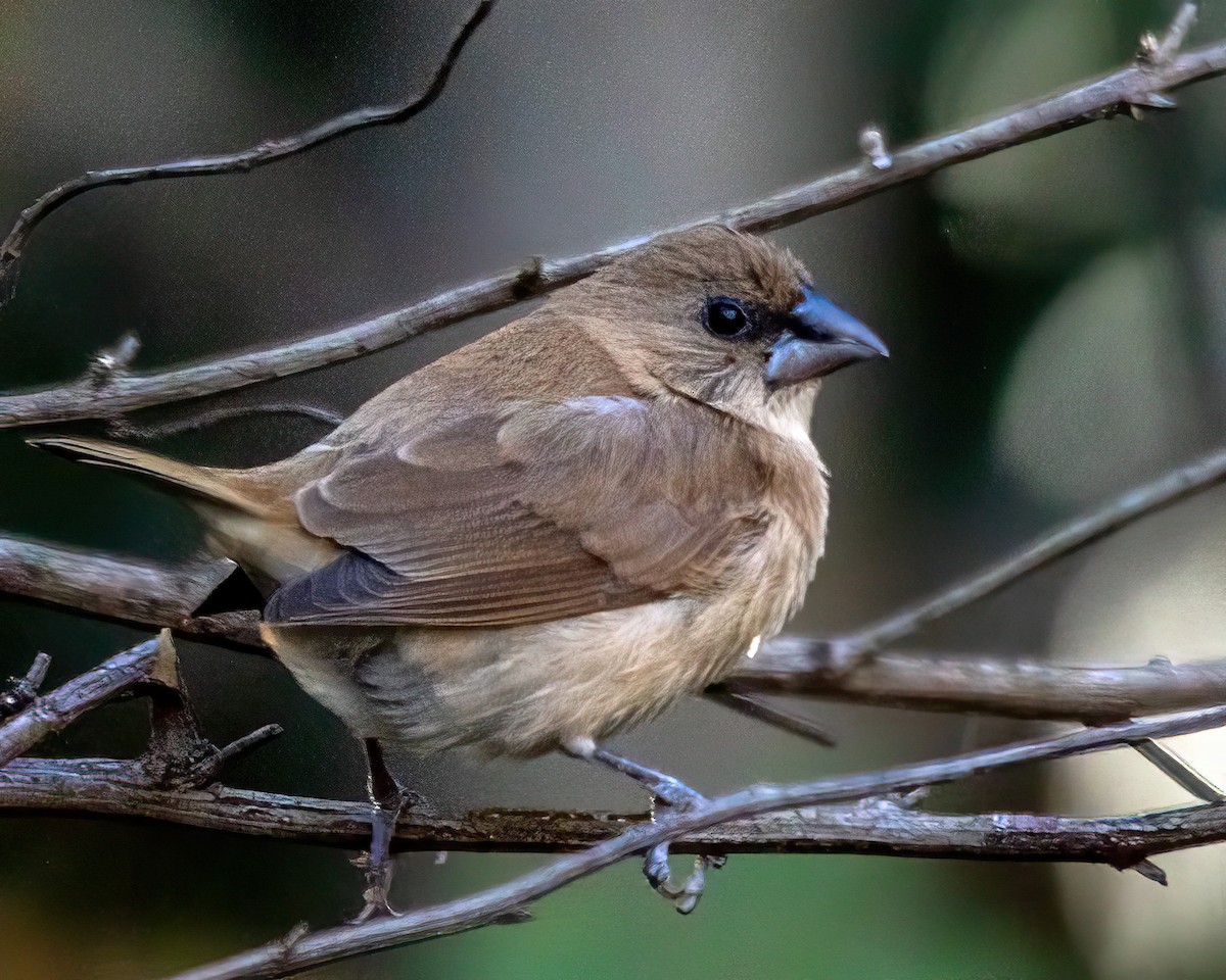 Мунія іржаста - ML646274400