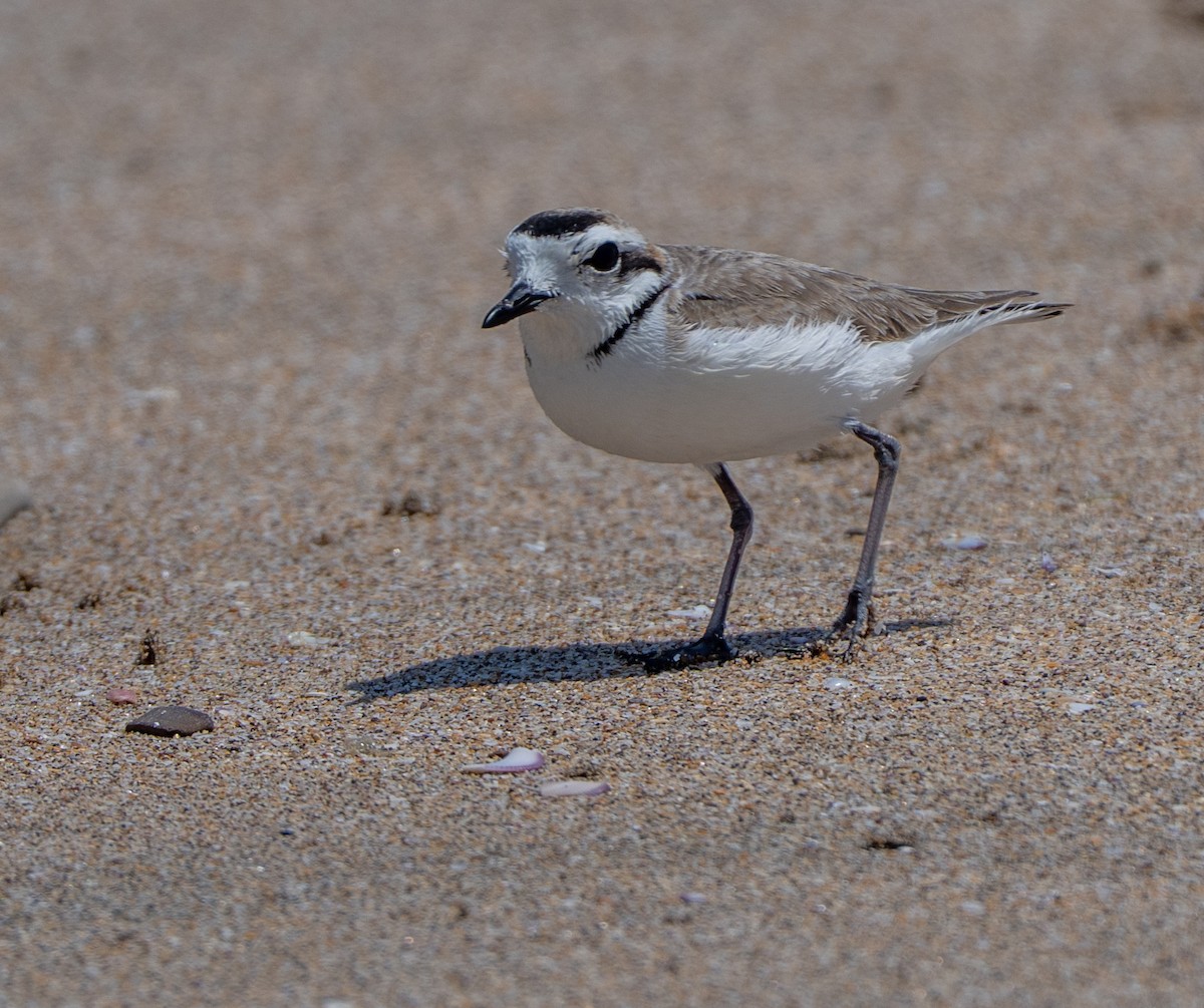 Пісочник американський - ML646274401