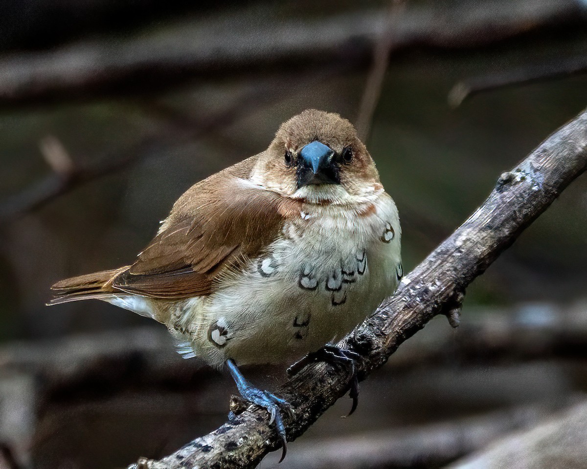 Мунія іржаста - ML646274403